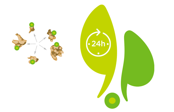 fagolitos plus calculos renales