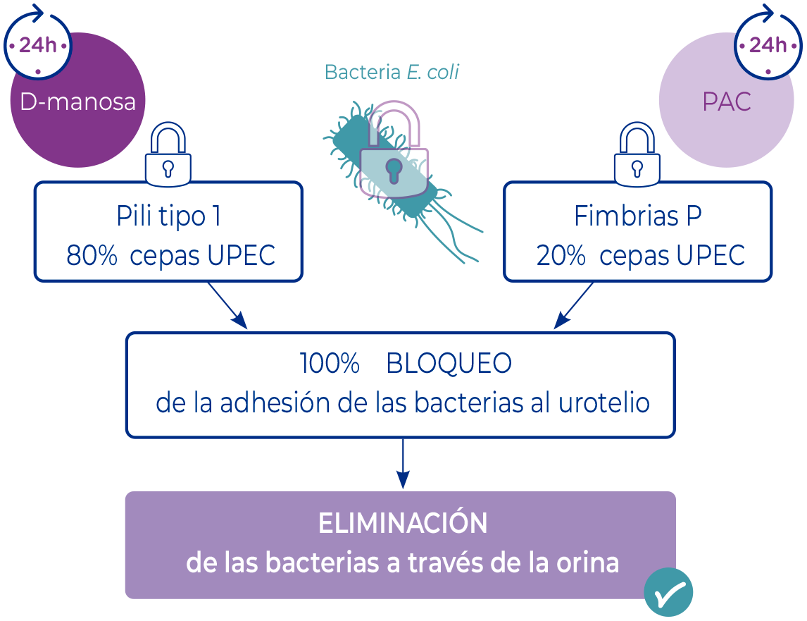 manosar_estudio_24h_ecoli